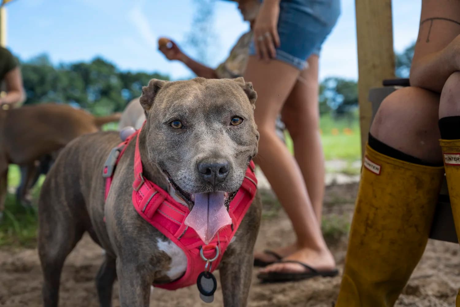 Oh Hey Dog Newsletter Q1 2026