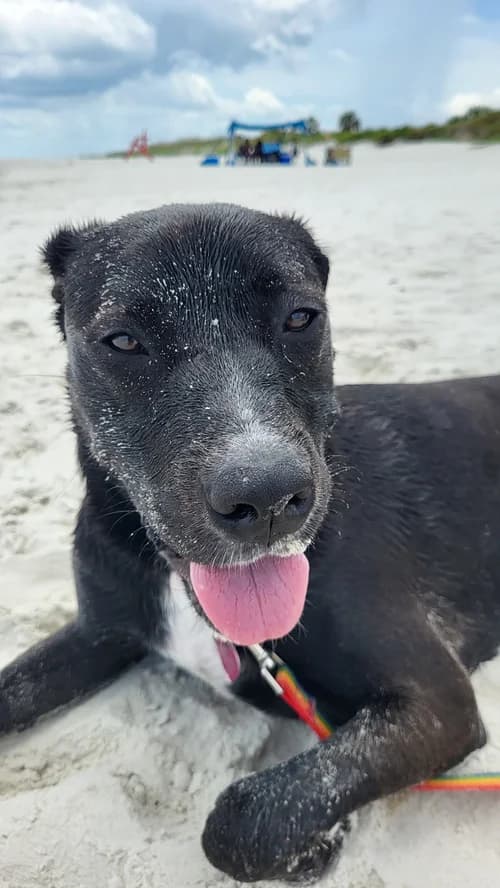 Stephanie, Rob, and Toph testimonial photo